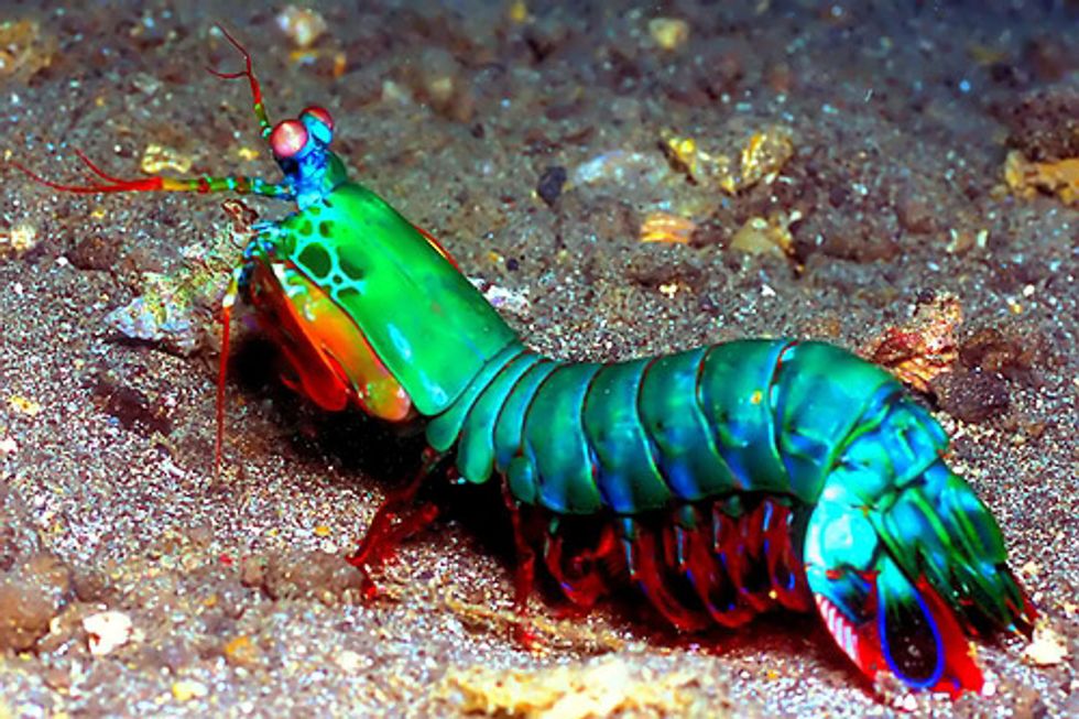 The Peacock Mantis Shrimp Nature's Badass The Peacock Mantis Shrimp Nature's Badass