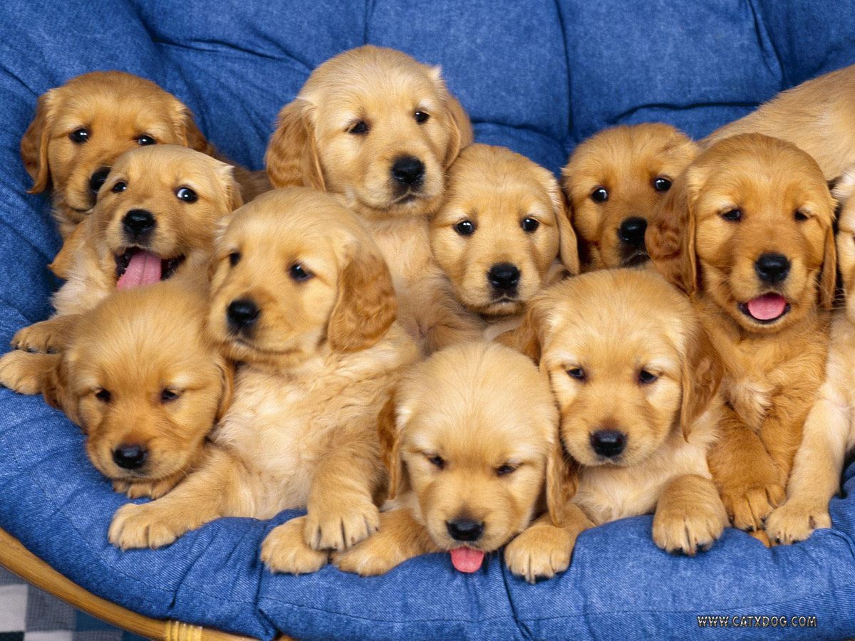 Pictures Of Puppies To Get You Through The Day