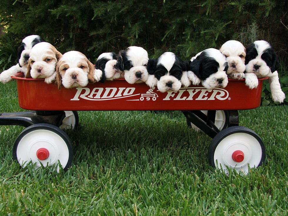 7 sites Animal Lovers Must Know About