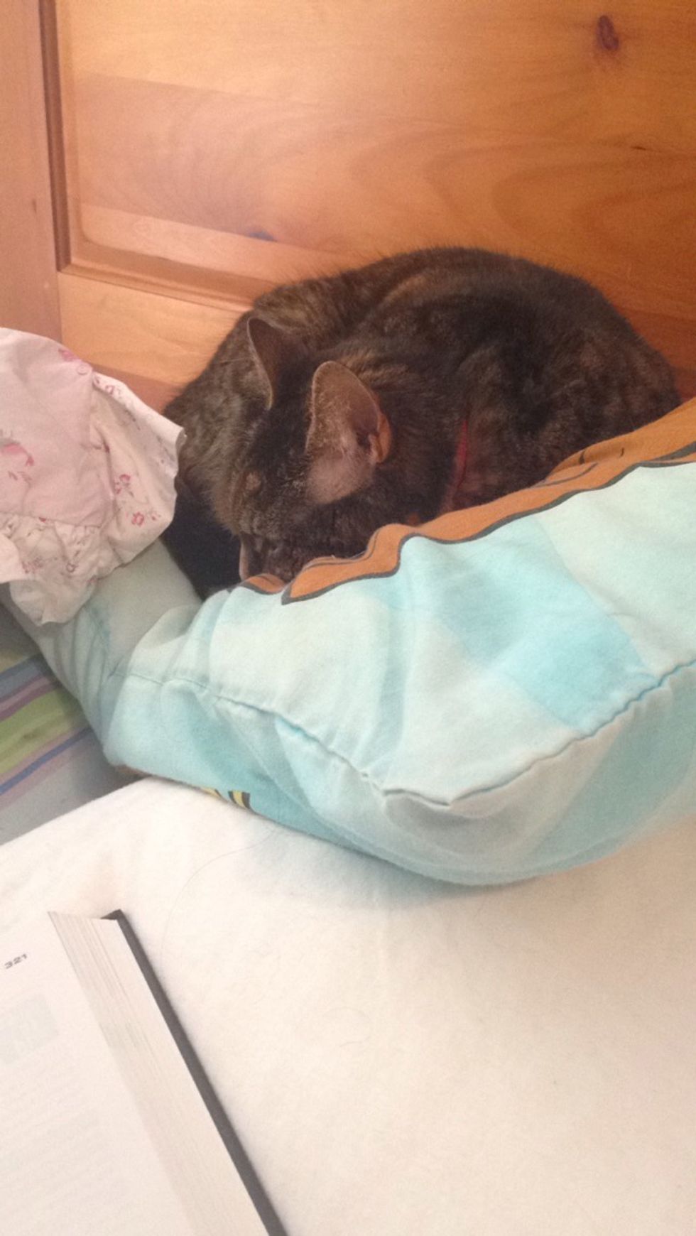 11 Places My Cat Likes To Sleep