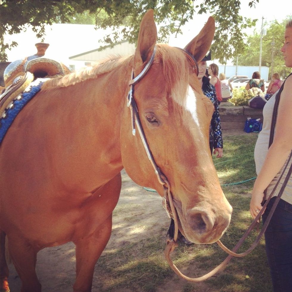 5 Reasons Why Horses are Great Pets