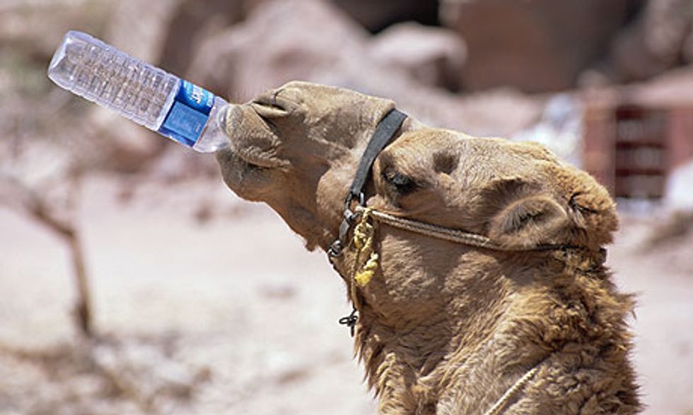 Hump Day Camel Edition