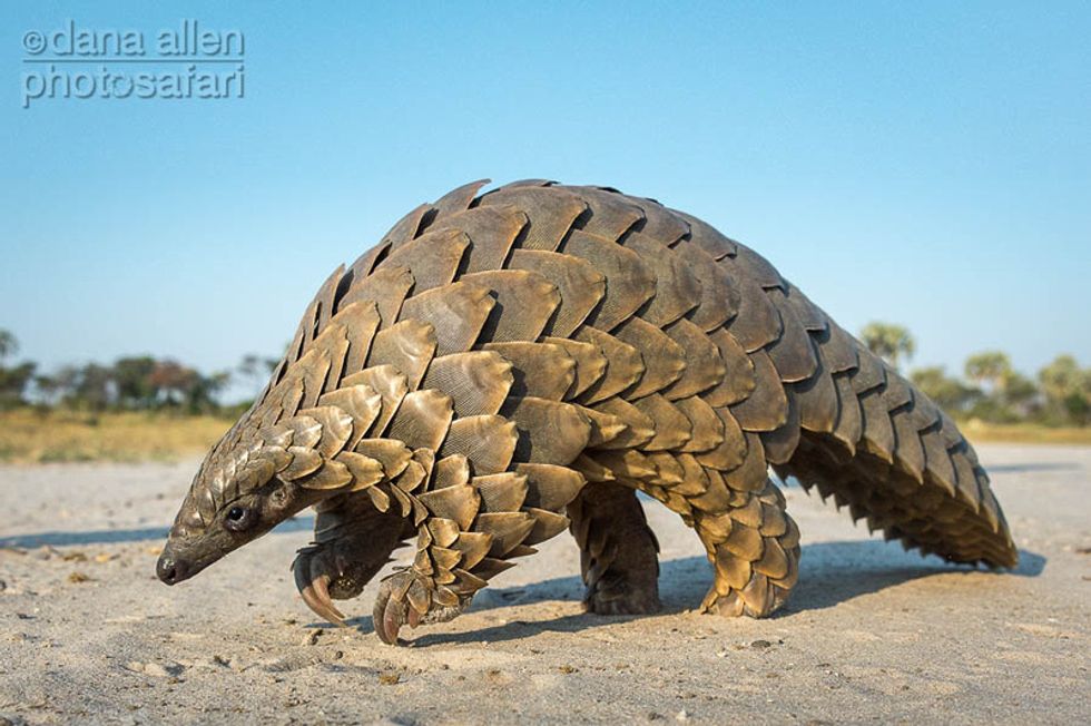 10 of the Most Unusual Animals on Earth