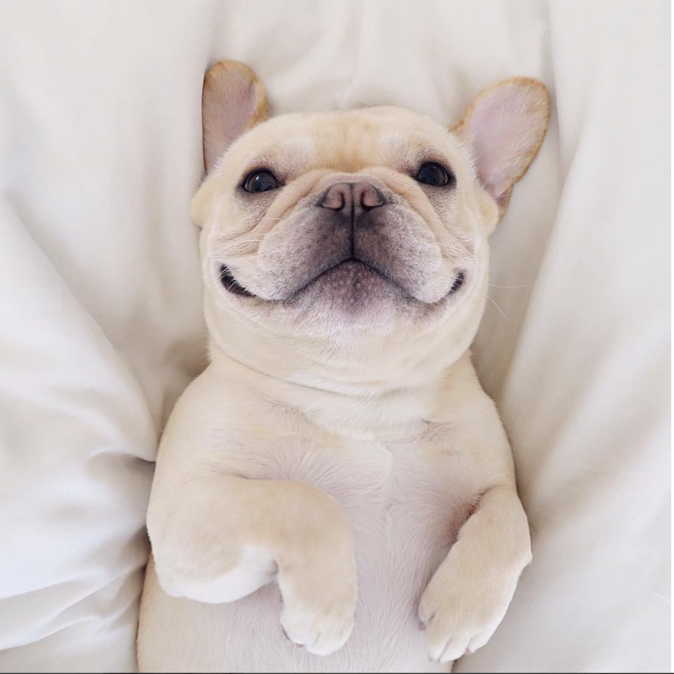 The Top 10 Best Frenchie Instagram Accounts