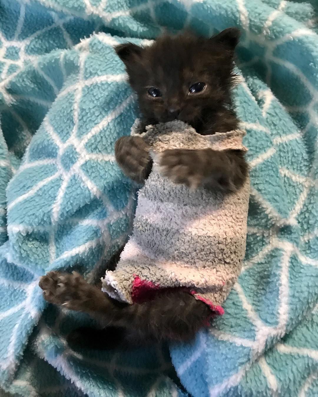 cat sock sweater
