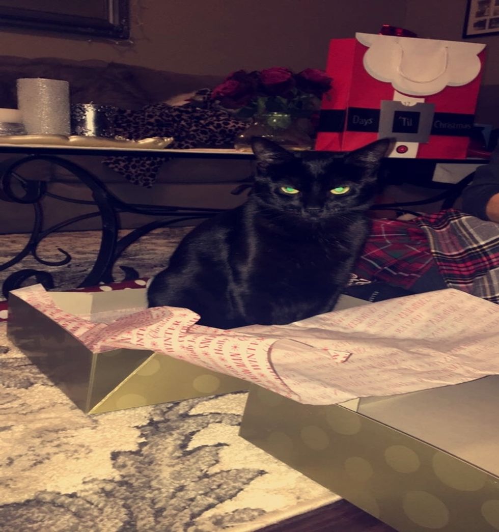 11 Reasons Why My Cat Is My Best Friend