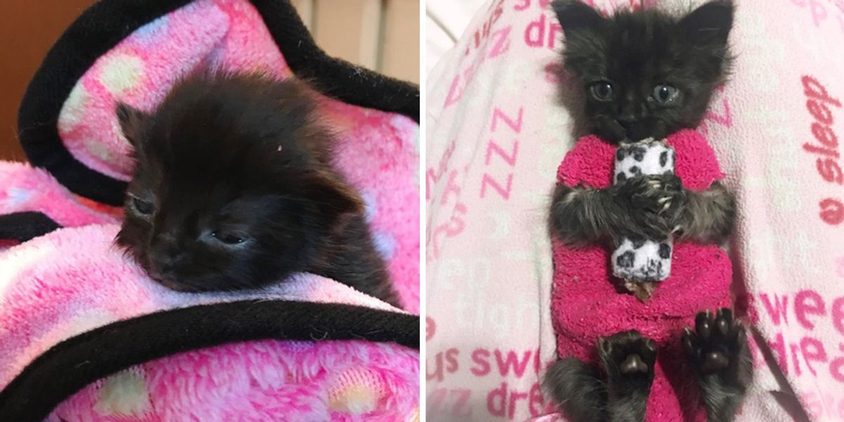 How These Sock Sweaters Protect A Tiny Kitten And Help Her Heal Love Meow