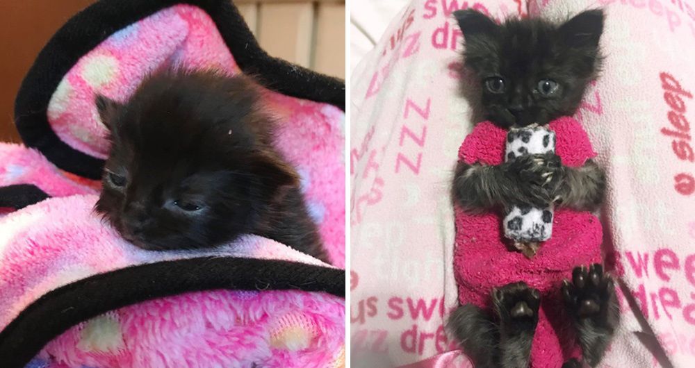 How These Sock Sweaters Protect a Tiny Kitten and Help Her Heal Love Meow