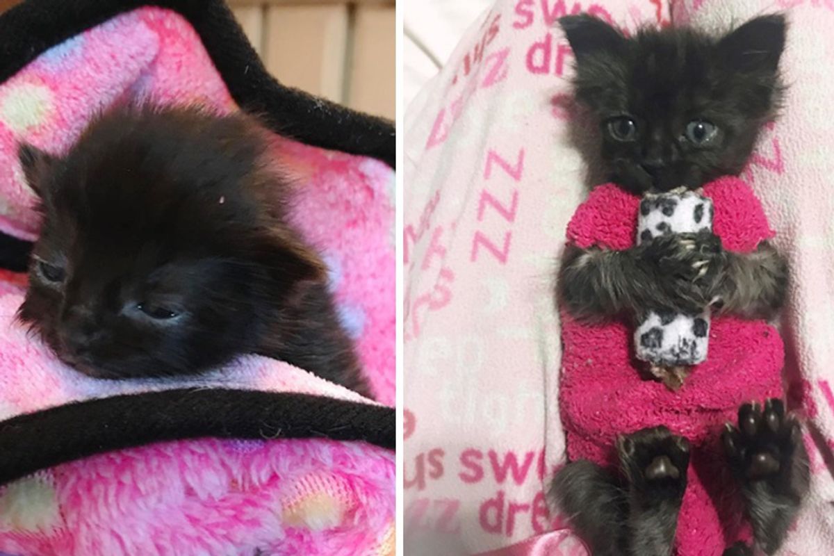 How These Sock Sweaters Protect a Tiny Kitten and Help Her Heal