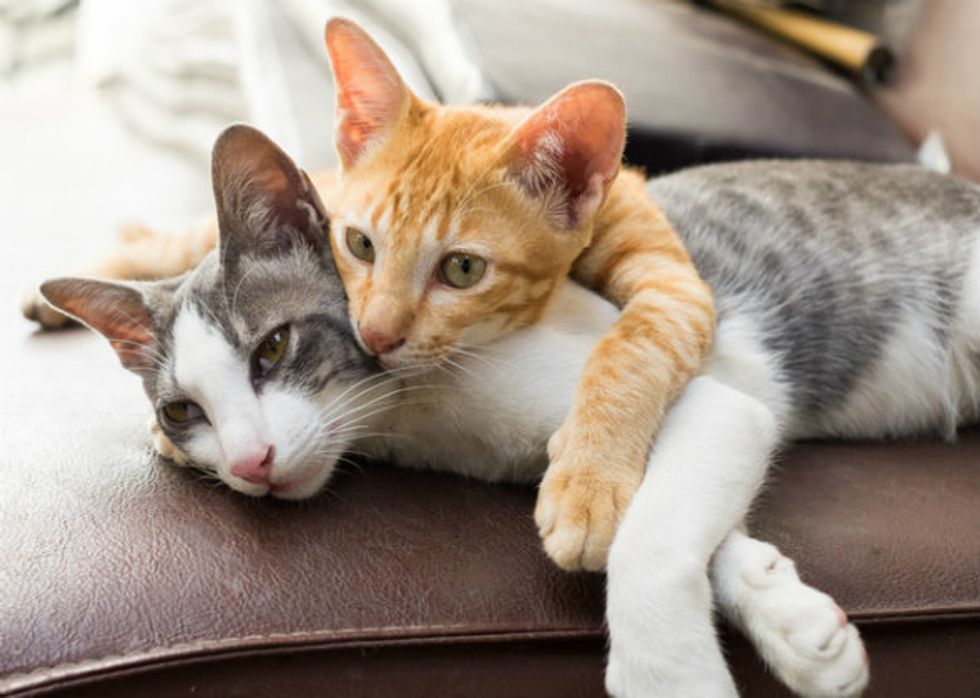 15 Things Cats Would Say To Their Owners If They Could