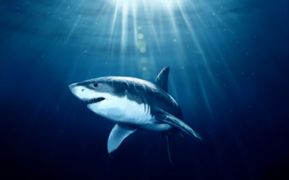 Can Sharks Really Cure Cancer?