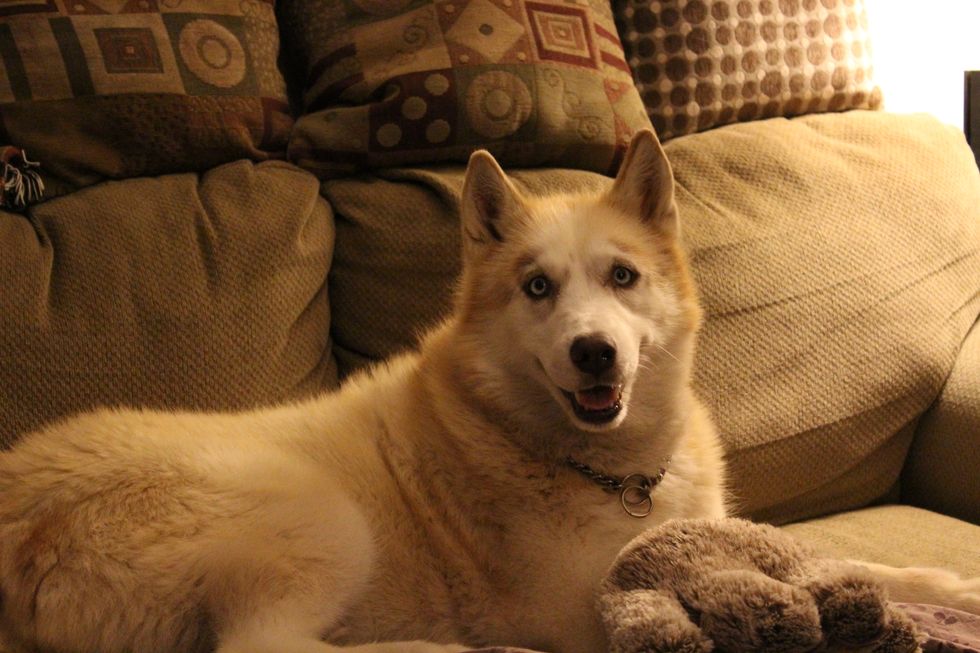 Owning A Husky As Told By A Husky Owner