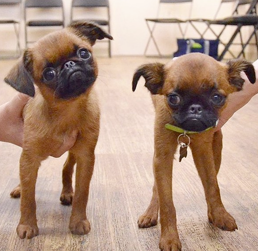 18 Things Only Brussels Griffon Owners Will Understand