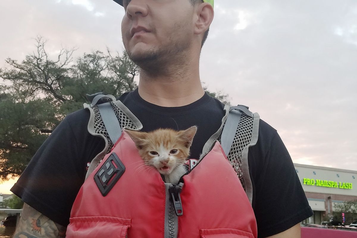Kitten Saved! This Guy Found the Kitty Crying Under Hood of Car Stuck In Flood Waters...