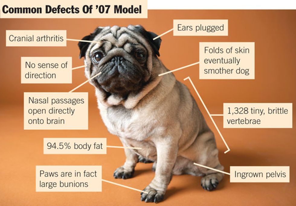 12 Things Only Pug Owners Will Understand