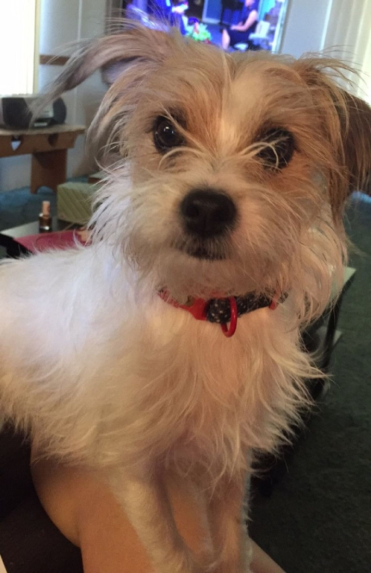 10 Signs You're Obsessed With Your Dog