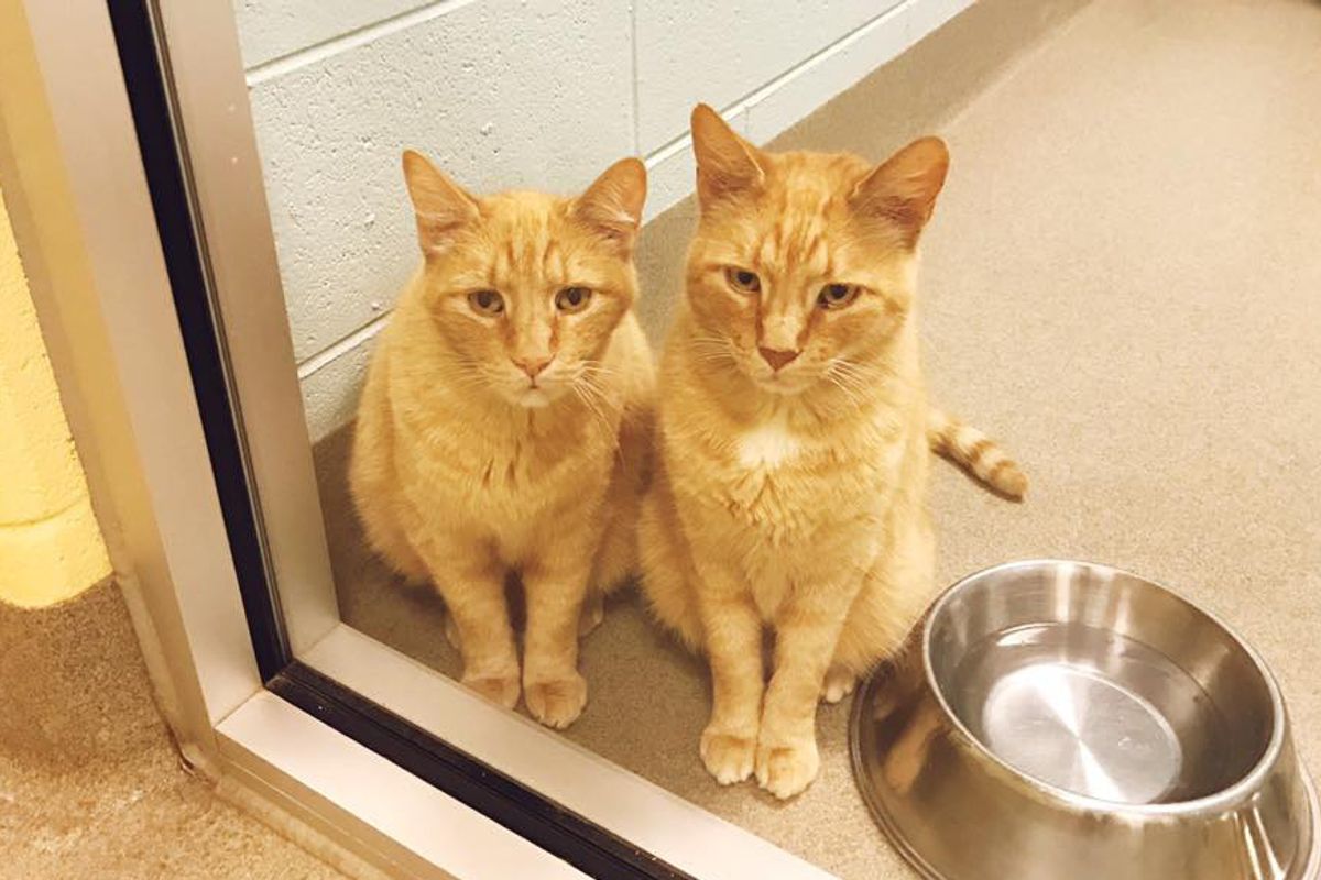 Couple Saw 12-year-old Cat Brothers at Shelter Looking for Home and Just Knew
