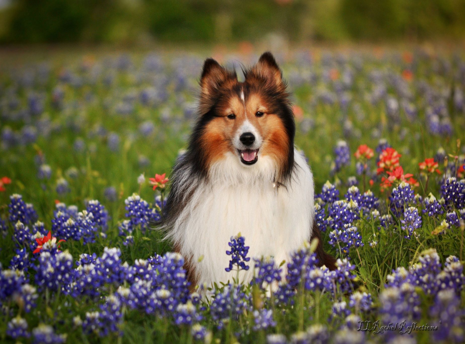 sheltie stuff