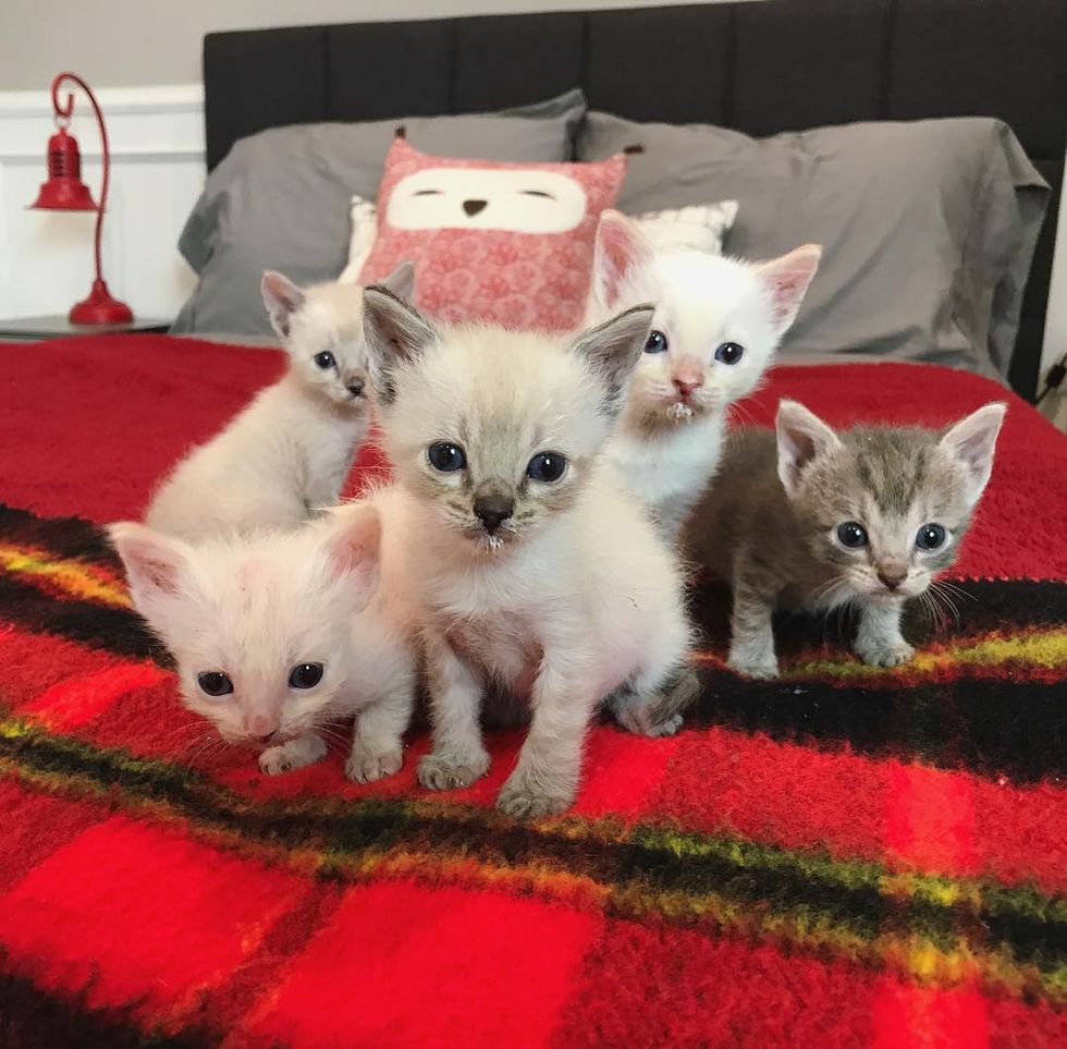 Cat Mama Refuses to Sleep Protecting Her Kittens Until They are Safe ...