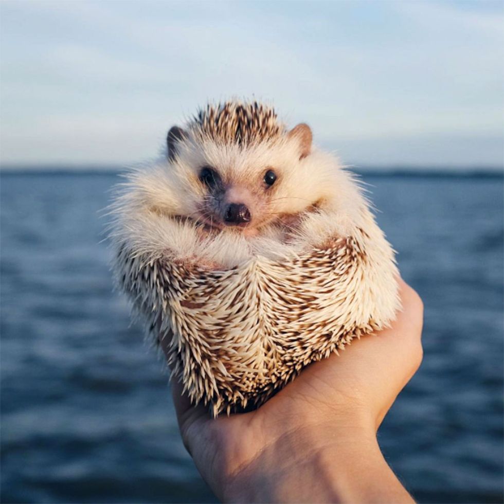 12 Hedgehog GIFs To Brighten Your Day