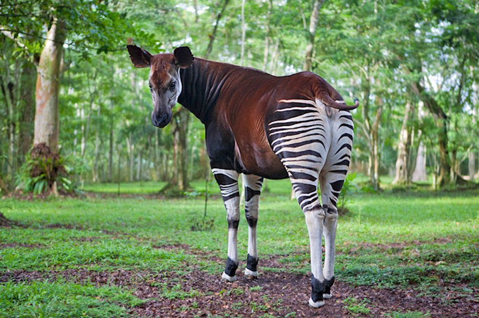 8-reasons-why-okapis-are-the-most-unique-animal-ever