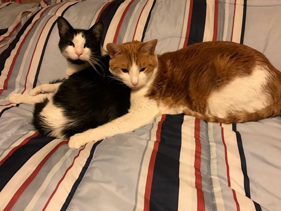 10 Signs Your Cats Are Spoiled AF