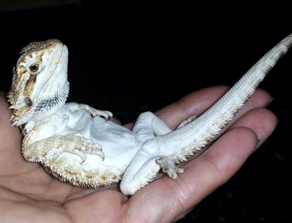 5 Reasons Why Bearded Dragons Are Awesome AF