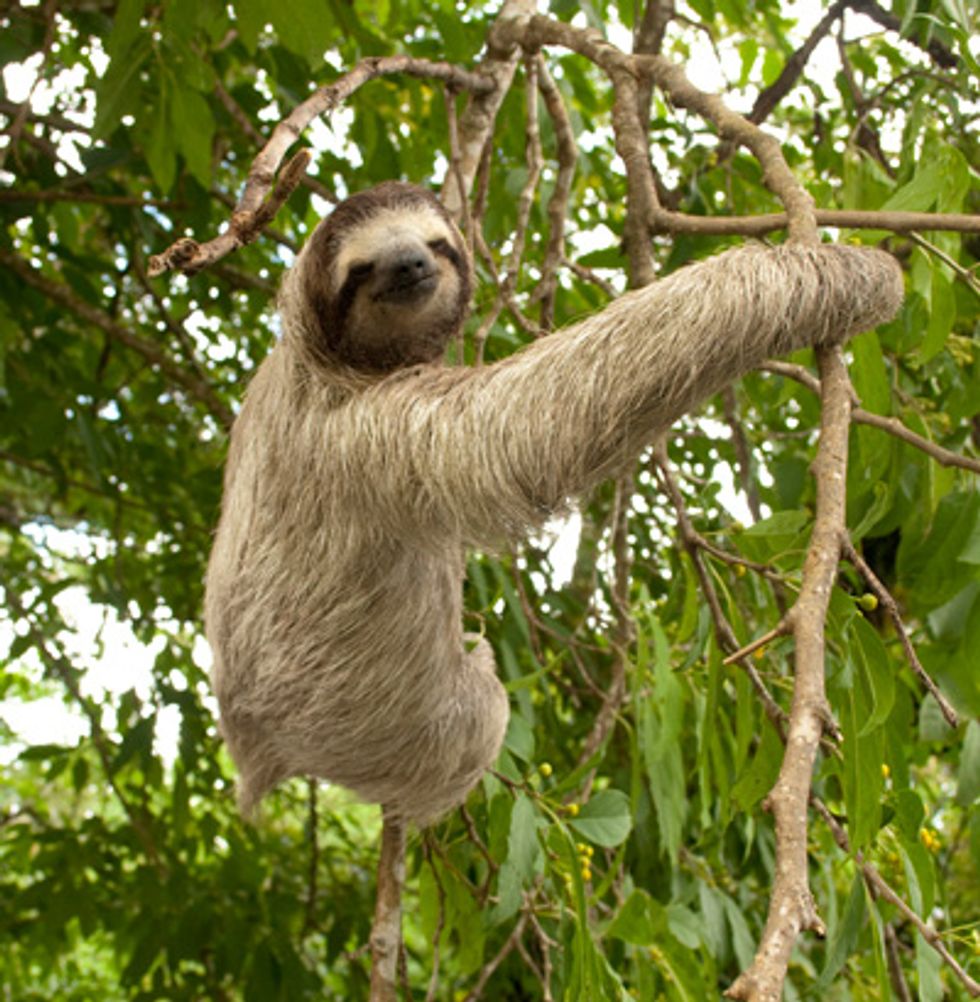 aldi grey sloth