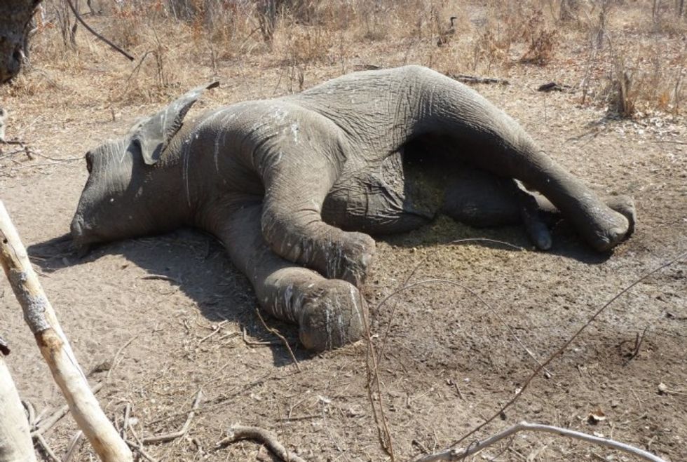 Ivory Is For Elephants