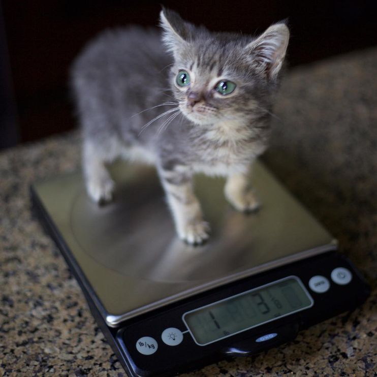 Kitten On Scale Photos, Images and Pictures