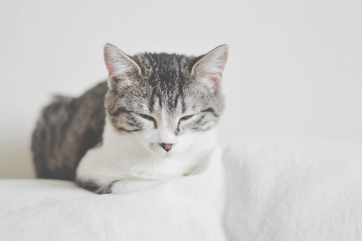 Things You Know To Be True When You're A Cat Person
