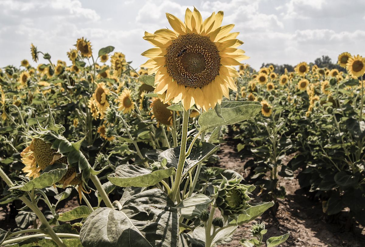 Sweet Summer Poetry: 'Ignorance'