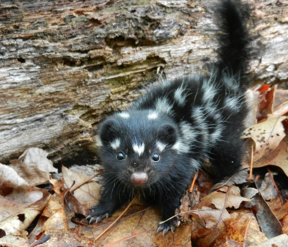 5 Strange Animals in Pennsylvania