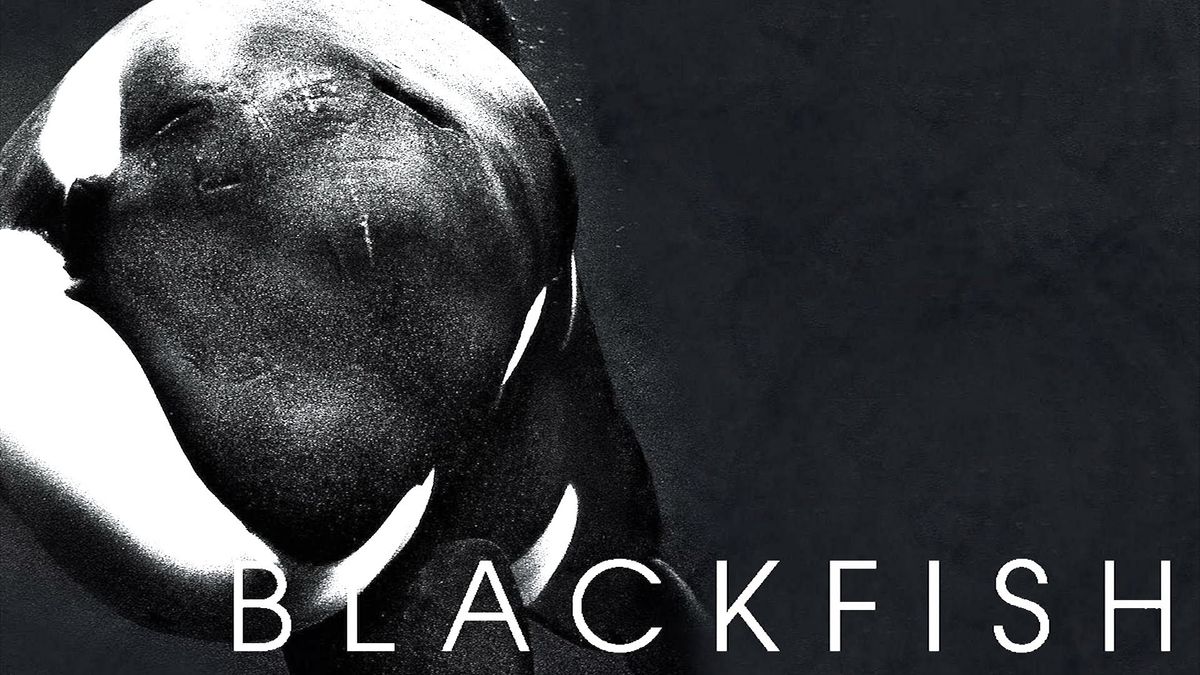 thesis of the film blackfish