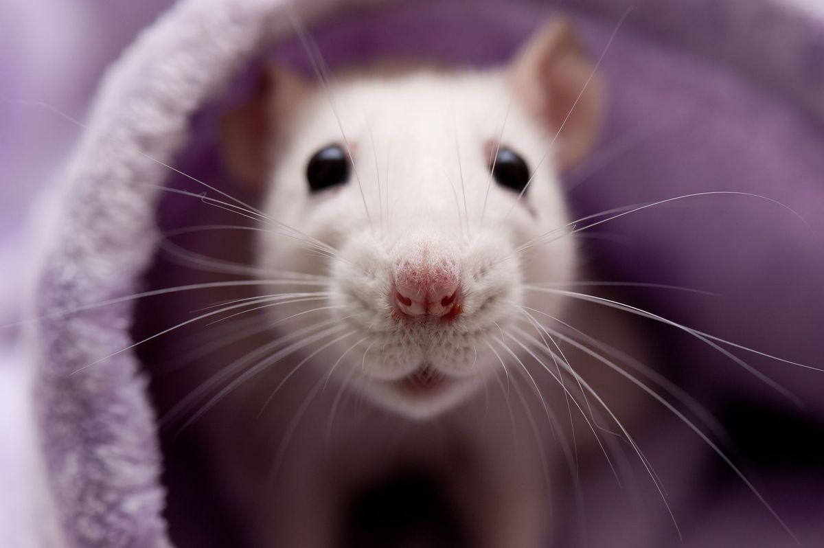 12 Reasons Why Rats Make The Best Pets