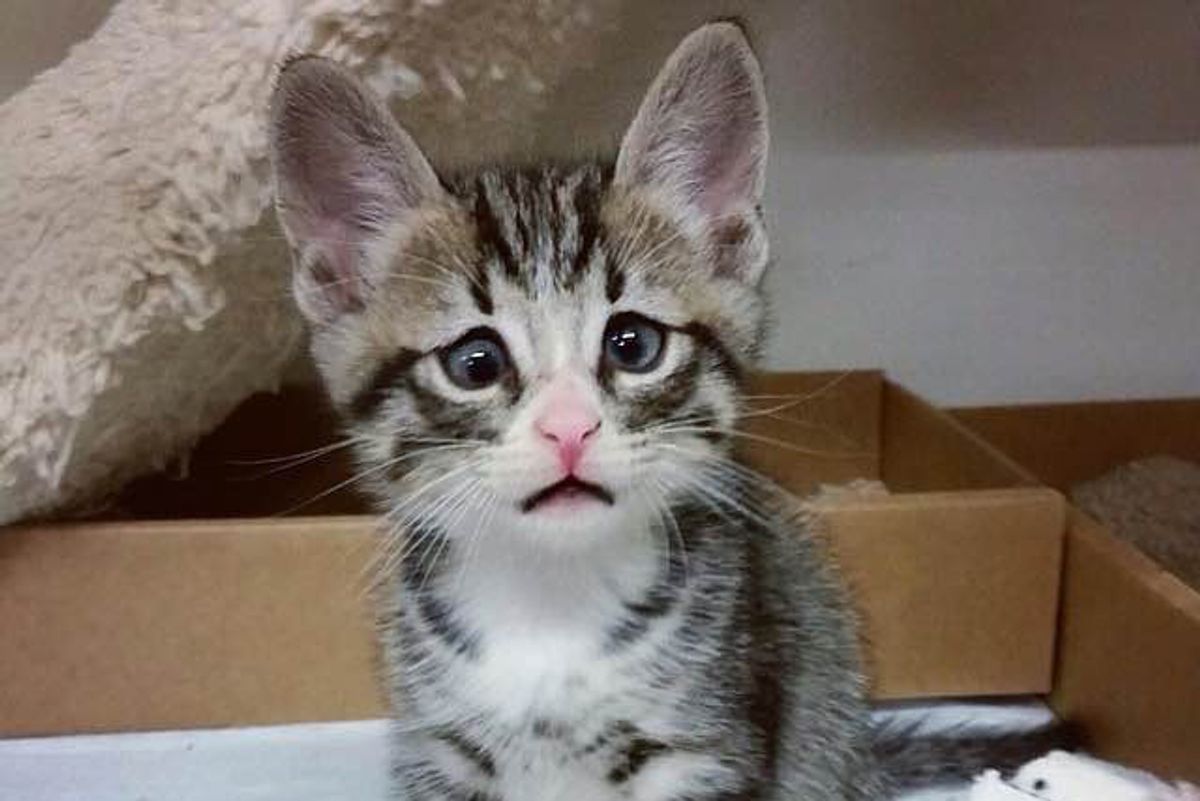 Kitty with Forever Worried Eyes will Steal Your Heart In These Adorable Photos