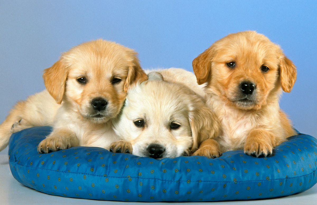 five-of-the-most-common-dog-breeds-in-the-united-states