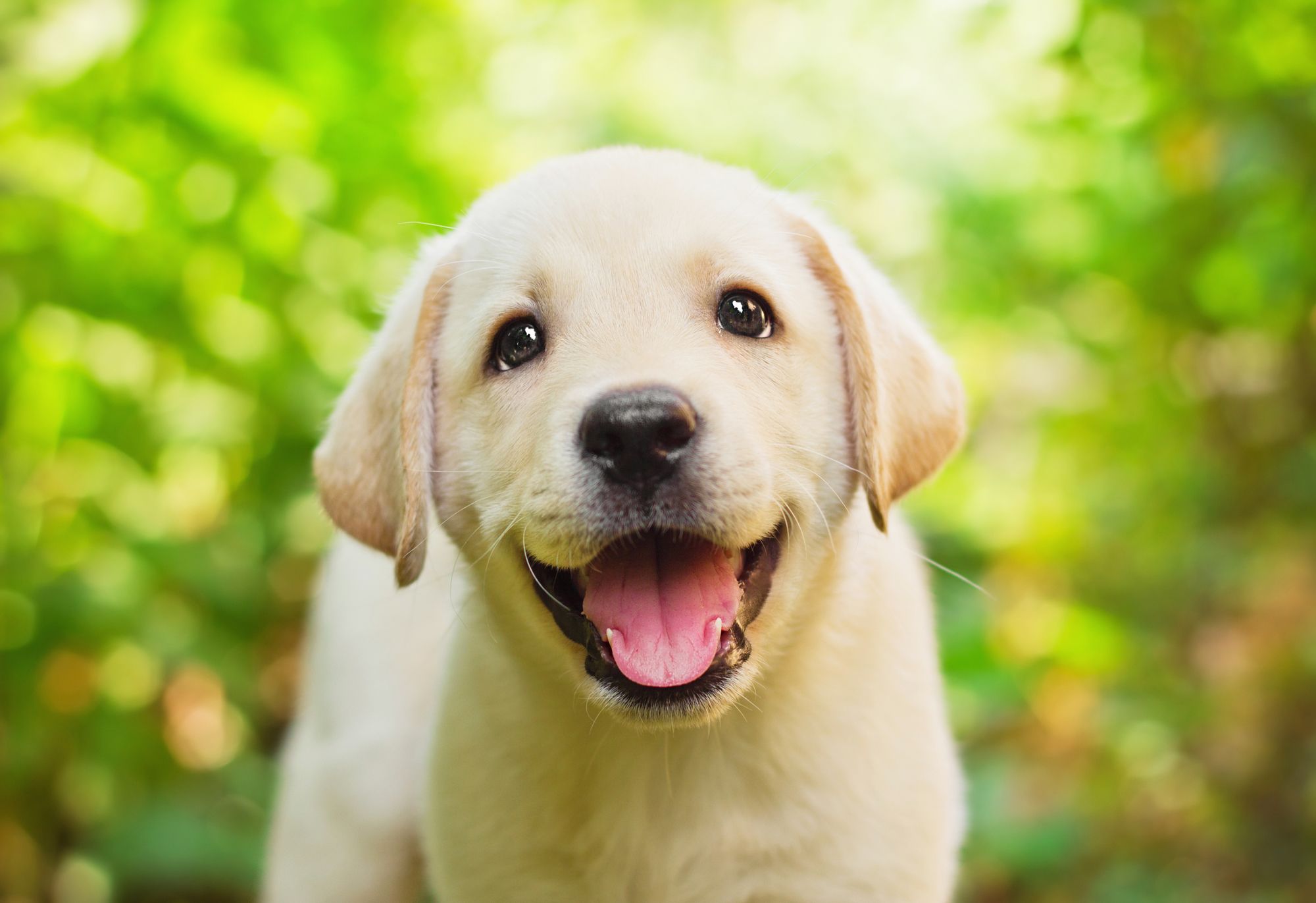 cutest and nicest dog breeds