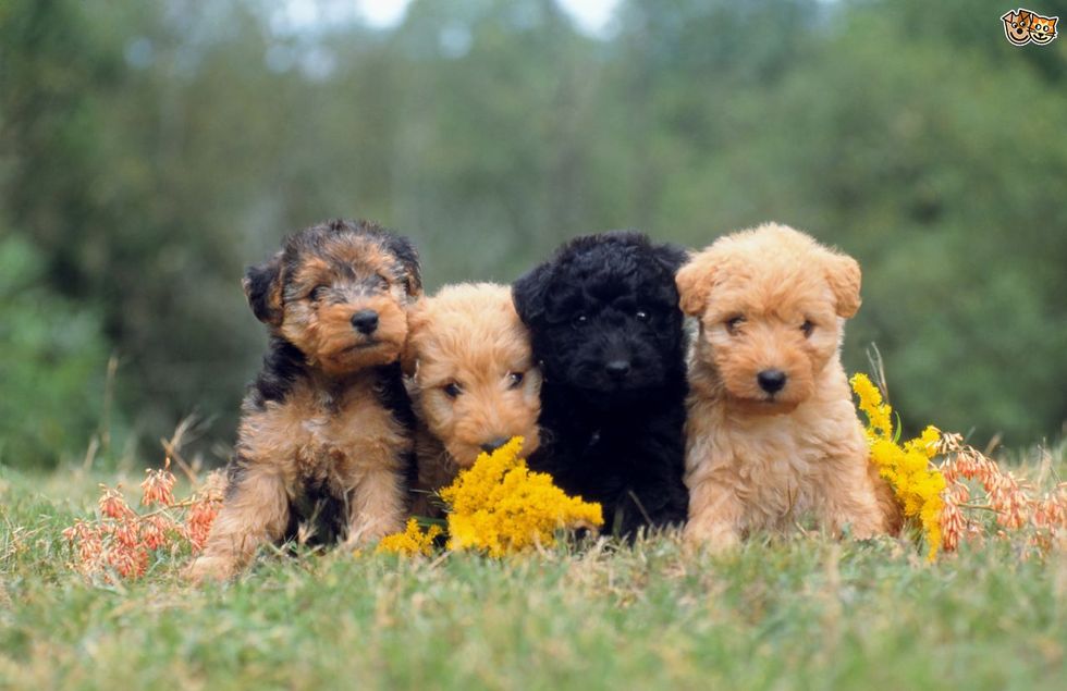 10 Cutest Dog Breeds