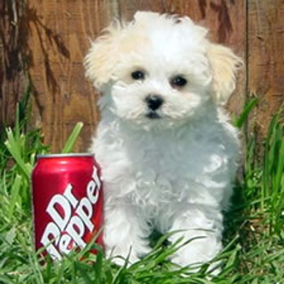 Trends For Marshmallow Fluffy Dogs images