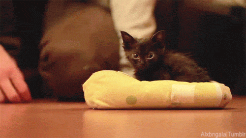 10 Cat Gifs To Brighten Your Day