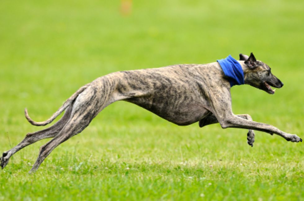 Why Are Greyhound Races Horrible
