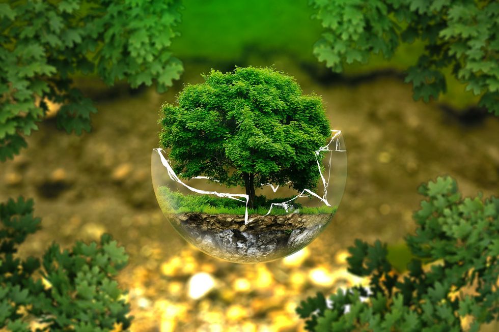 Tiny tree inside a broken globe