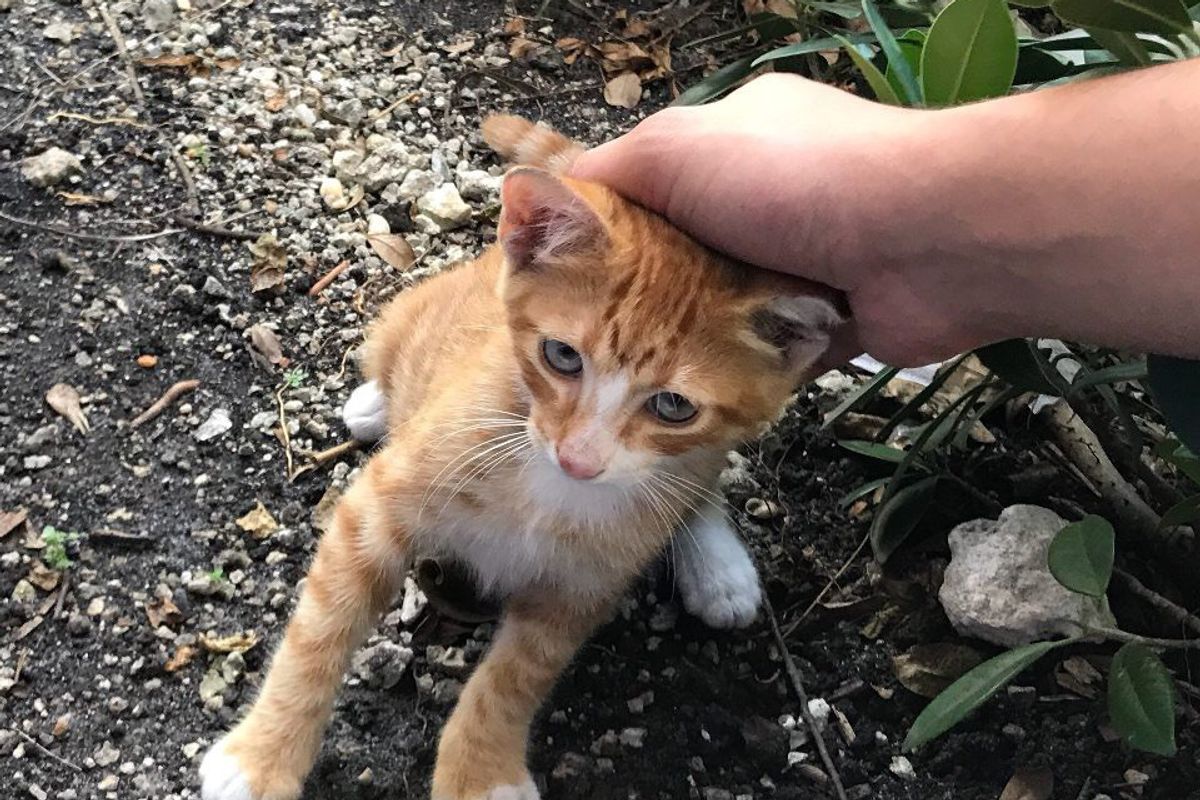 Man Saves Kitten He Befriended Outside His Work Before Hurricane Irma Hits