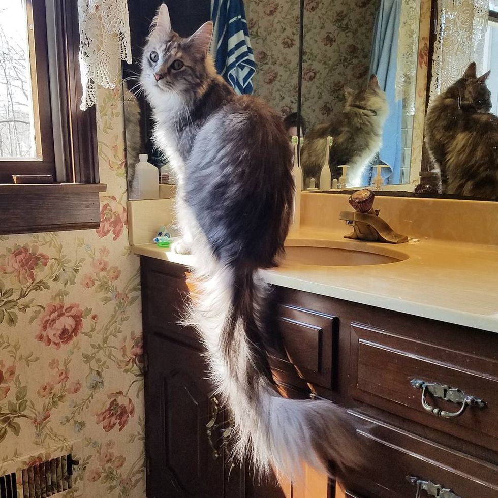 Michigan Cat Shows Off World's Longest Tail, The Floofiest 'Featherduster' in These Photos