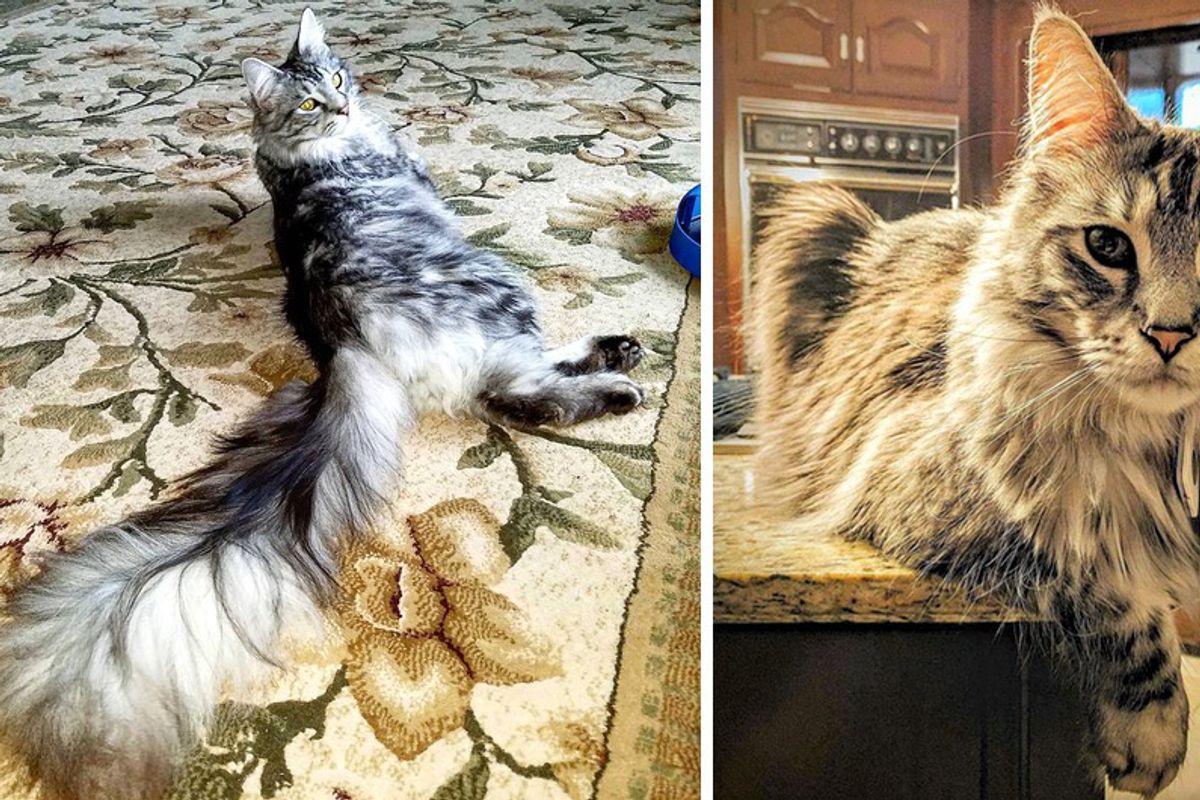 Michigan Cat Shows Off World's Longest Tail, The Floofiest 'Featherduster' in These Photos!