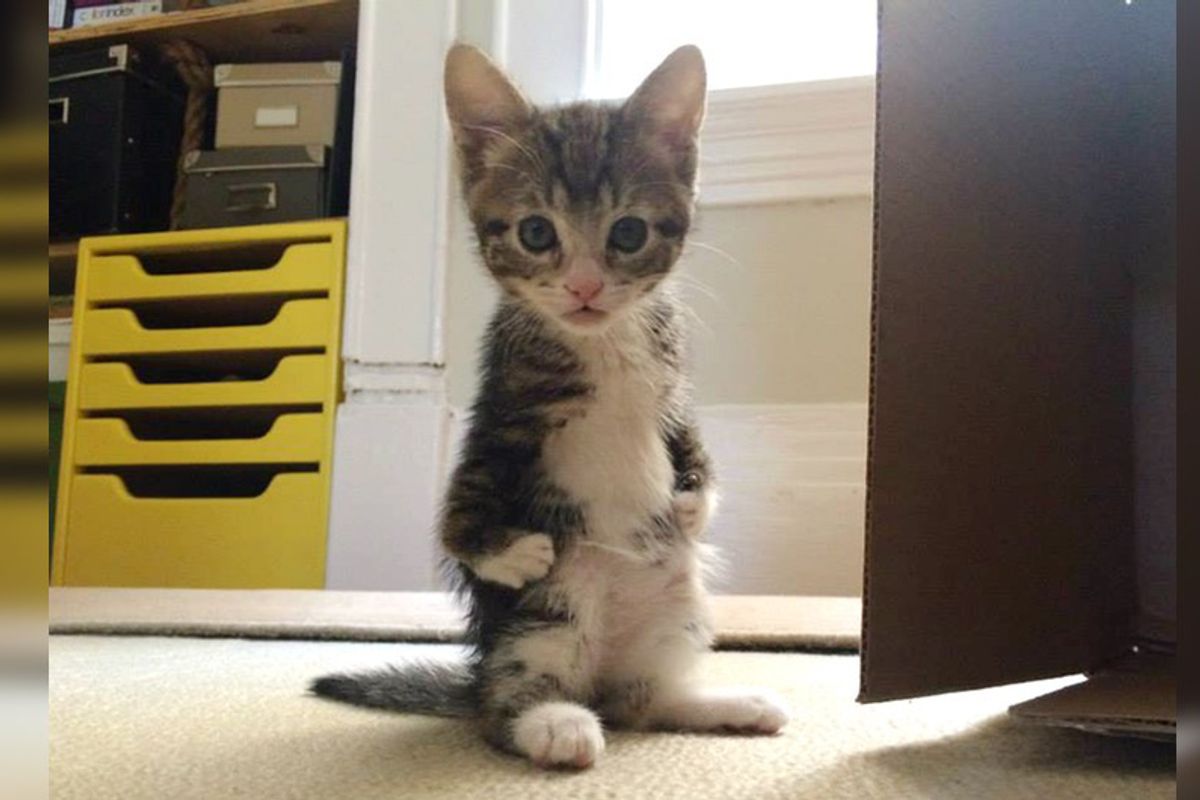 "Kanga-roo" Kitten Hops Her Way Into Her Rescuer's Arms, Now 3 Years Later...
