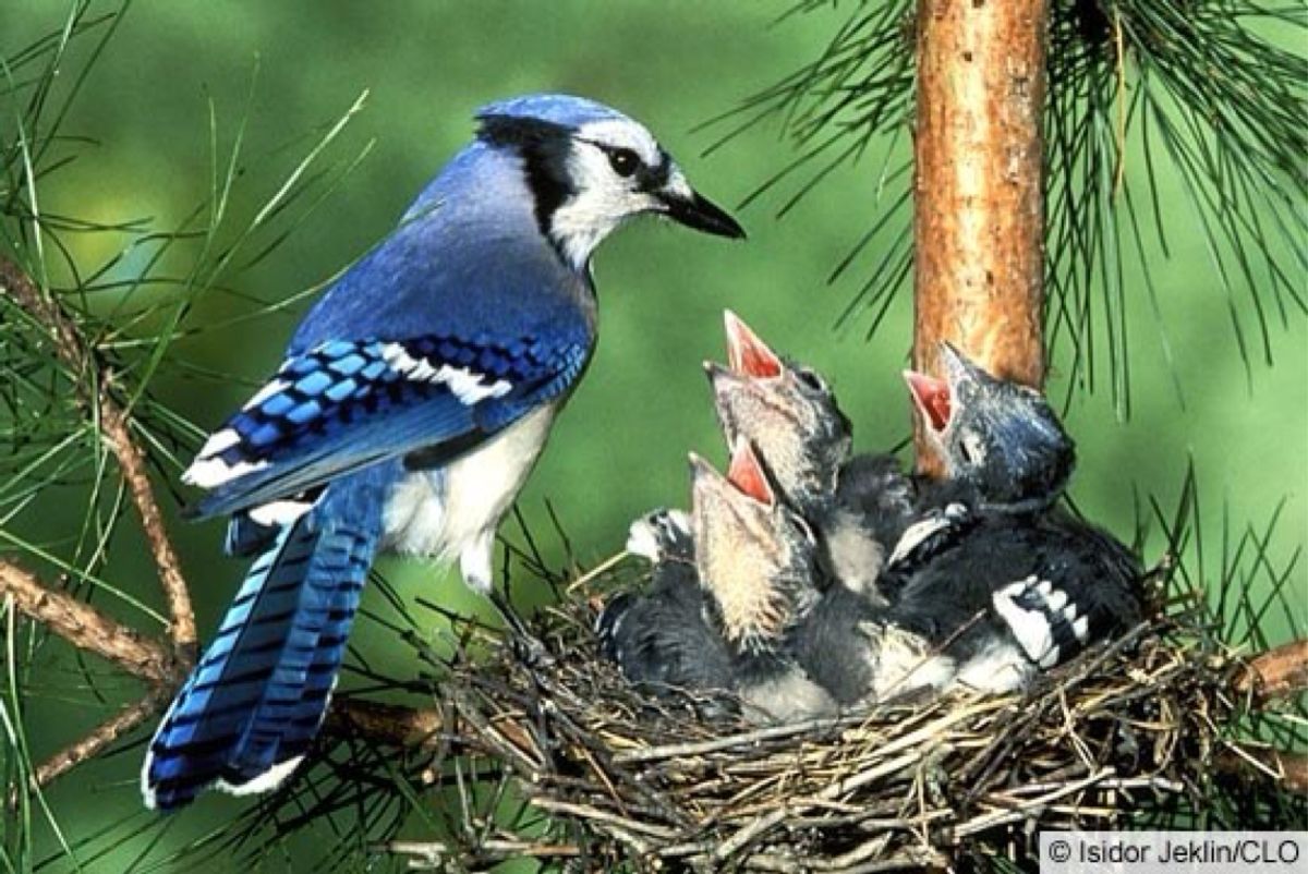 What To Do When A Baby Bird Falls From A Nest What To Do When A Baby Bird Falls From A Nest
