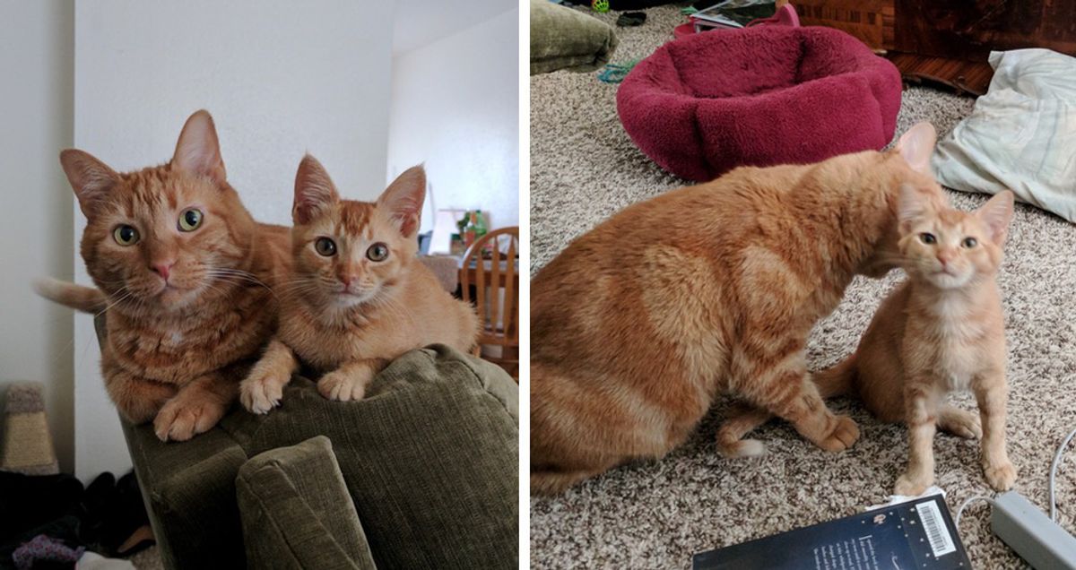 Ginger Kitty Takes To His Little Lookalike and Raises Him As His Own.