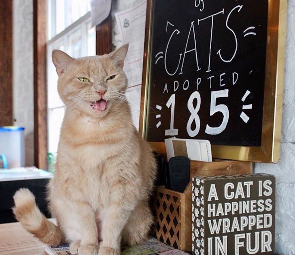 6 Things You Always Hear Working At A Cat  Cafe 